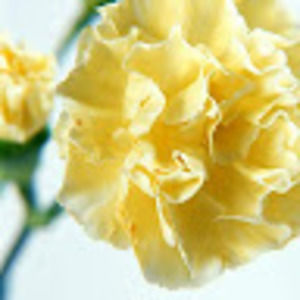 Meet your Posher, Jocelyn